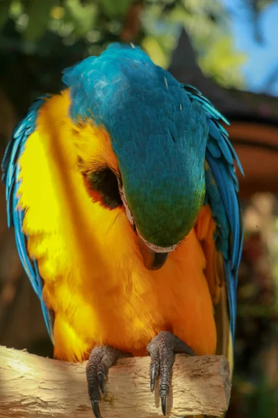Голубой попугай, сидящий на ветке. Ара Глаукогулярный попугай взъерошенный перьями .closeup голубого горла попугая ара петуха петуха, насевшего, находящегося под угрозой исчезновения вида птиц из Боливии — стоковое фото
