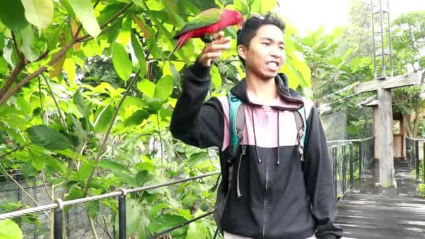 Nastolatek bawi się papugą Red Lory w parku ptaków. Red Lory siedzi na dłoni w parku. Zamknij Molluscan Lory. Indonezyjski ptak Endemic, Bandung, Indonezja, Azja — Wideo stockowe