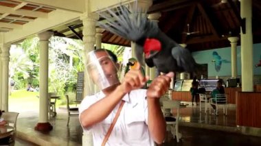 Palmiye kakadusu kanatlarını açıyor ve insanların elinden fıstık alıyor. Goliath Kakadusu ya da Büyük Siyah Kakadu olarak da bilinir. 4K video