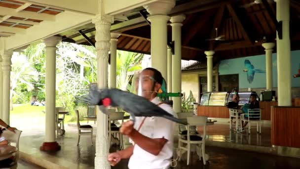 Visa med Black Palm Cockatoo. Ny normal COVID 19-aktivitet. Vårdgivaren i fågelparken introducerar Probosciger aterrimus. En man med en skyddande sköld i ansiktet med en papegoja. — Stockvideo
