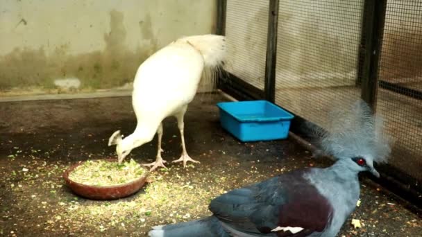 Semi di piccione coronati occidentali e vittoriani nel parco degli uccelli di Bali, Indonesia. Un pavone femmina si nutre di una ciotola. Piccione incoronato vittoriano con un pavone bianco in una voliera. Un pavone femmina — Video Stock