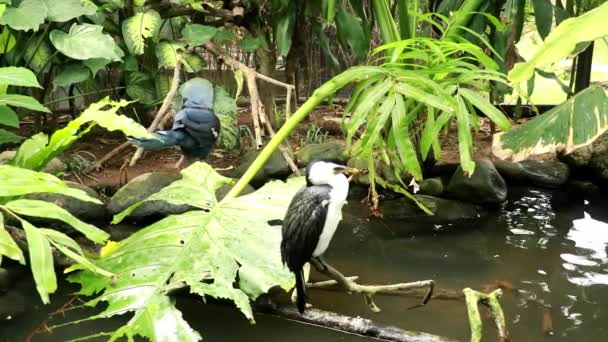 Paloma coronada victoriana y aves acuáticas junto a un estanque en la selva tropical. Western Goura victoria en busca de comida vista en el parque — Vídeo de stock