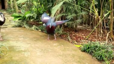 Taçlı güvercinler üç türden oluşur: Batı taçlı güvercin, Goura cristata, güney taçlı güvercin, Goura şeması ve Victoria taçlı güvercin, Goura victoria.