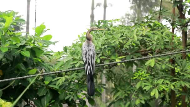 Grå häger, Ardea cinerea behåller sin fjäderdräkt — Stockvideo