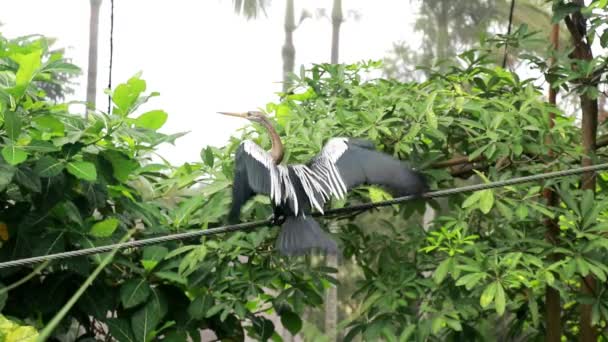 Grey Heron, Ardea cinerea behåller sin fjäderdräkt. En stor svart fågel sitter på en tråd och fladdrar med vingarna. Heron i den tropiska djungeln — Stockvideo