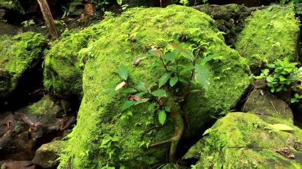 Steinmauer in einem wunderschönen Wald, überwachsen mit Moos und Farnen in der Morgendämmerung. Malerische Schattenlandschaft durch Nadel- und tropische Pflanzen — Stockvideo