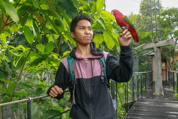 Czerwona lorygująca na męskiej dłoni. Azjatycki przystojny tenager z papugą w tropikalnym parku ptaków. Eos Bornea to gatunek papugi z rodziny Psittaculidae — Zdjęcie stockowe