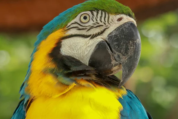Feche de cabeça de papagaio de arara azul e dourado. Papagaio de arara africano colorido exótico, belo close no rosto do pássaro sobre o fundo verde natural, pássaro assistindo safari, vida selvagem da África do Sul — Fotografia de Stock