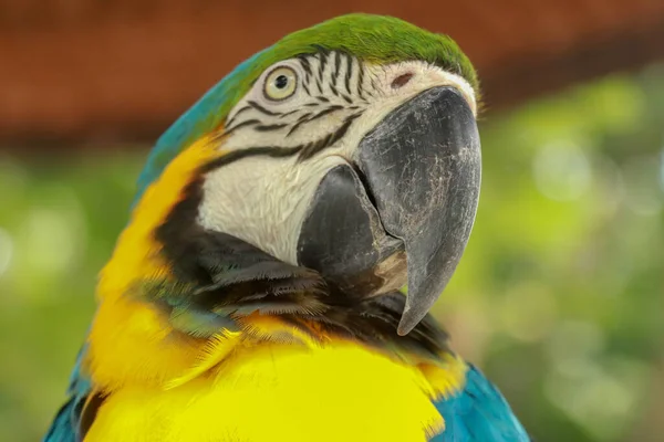 Primo piano di testa di pappagallo di Ara azzurra e d'oro. Pappagallo africano macaw colorato esotico, bello da vicino sulla faccia dell'uccello su sfondo verde naturale, bird watching safari, fauna selvatica sudafricana — Foto Stock
