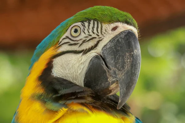 Primo piano di testa di pappagallo di Ara azzurra e d'oro. Pappagallo africano macaw colorato esotico, bello da vicino sulla faccia dell'uccello su sfondo verde naturale, bird watching safari, fauna selvatica sudafricana — Foto Stock