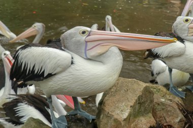 Gölette beslenmeyi bekleyen Avustralyalı pelikan sürüsü. Beyaz Pelecanus grubu kuş parkında beslenmeyi bekliyor. Bali hayvanat bahçesinde.
