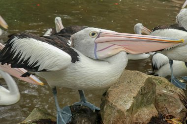 Gölette beslenmeyi bekleyen Avustralyalı pelikan sürüsü. Beyaz Pelecanus grubu kuş parkında beslenmeyi bekliyor. Bali hayvanat bahçesinde.