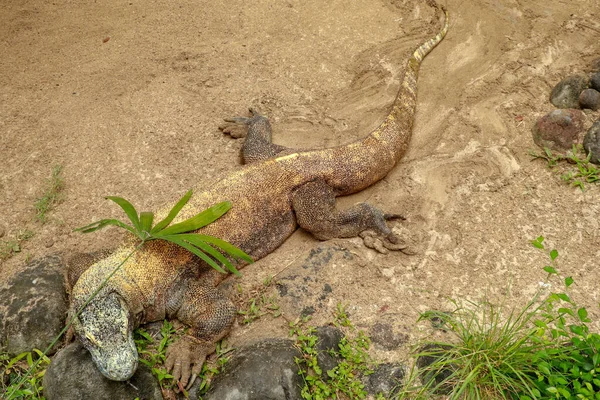 コモドドラゴン、バラヌスコモドエンシス、床にシングルトカゲ、コモドインドネシア — ストック写真