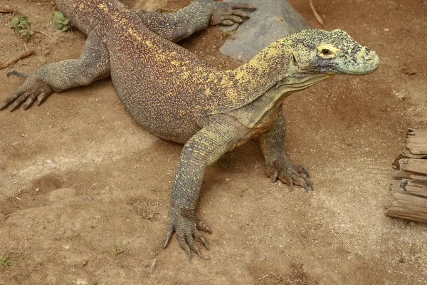 Naga Komodo Podívej se do kamery. Zavřít portrét. Naga Komodo, vědecké jméno: Varanus komodoensis. Indonesia — Stock fotografie