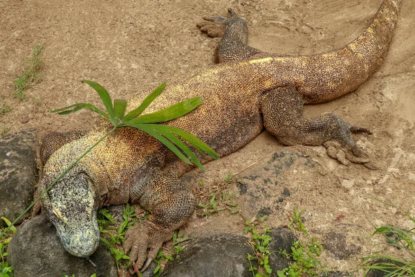 コモドドラゴン、バラヌスコモドエンシス、床にシングルトカゲ、コモドインドネシア — ストック写真