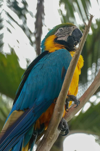 Ara ararauna na gałęzi. Niebiesko-żółta macaw siedząca na drzewie. Papuga żółtodzioba — Zdjęcie stockowe