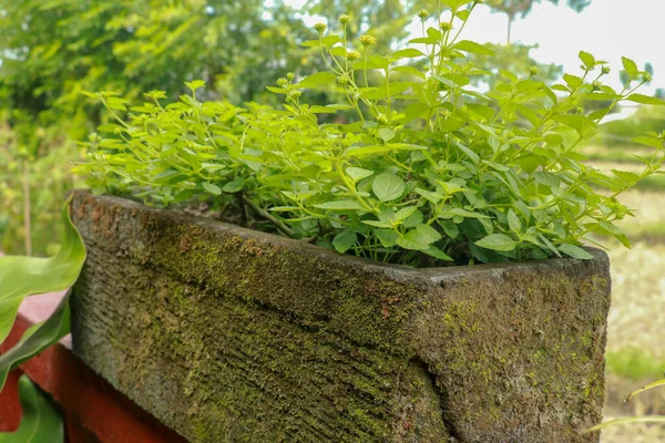 Mooie bloemen in natuursteen pot buiten op zonnige dag — Stockfoto