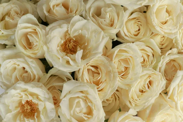Много Белых Роз Качестве Цветочного Фона — стоковое фото