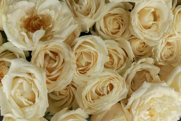 Many White Roses Floral Background — Stock Photo, Image