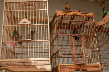 Pazarda satılık kuş kafesleri, Bali, Endonezya