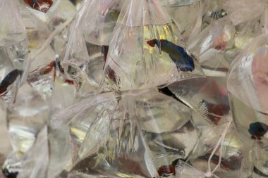 Süslü balık tüccarı, içinde savaşan bir siyam balığının olduğu plastik bir çanta tutuyordu. Süslü balıkları satmak için hazırlıyordu.