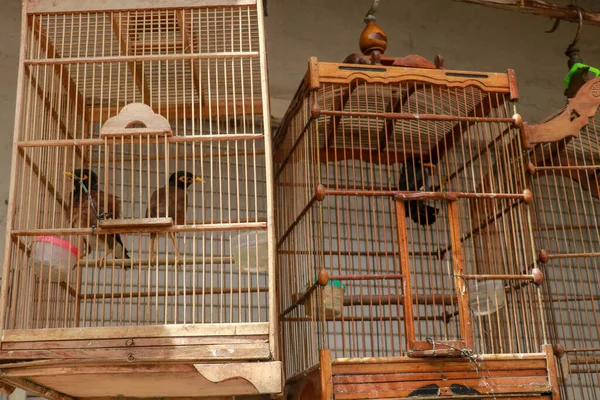 Pazarda satılık kuş kafesleri, Bali, Endonezya