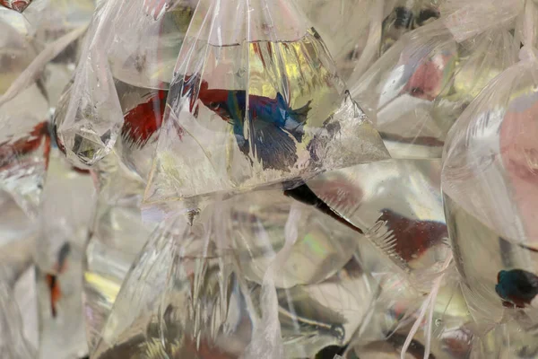 A díszhal kereskedő tartott egy műanyag zacskót tartalmaz egy sziámi harci hal, előkészíti a díszhal eladásra — Stock Fotó