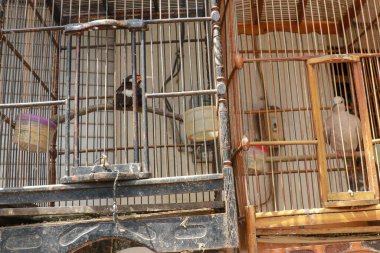 Kafesteki küçük kuşlar. Java, Endonezya. Özgürlük kavramı.