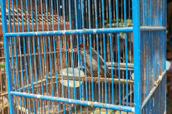 笼中的雀鸟 印度尼西亚爪哇 自由概念 — 图库照片