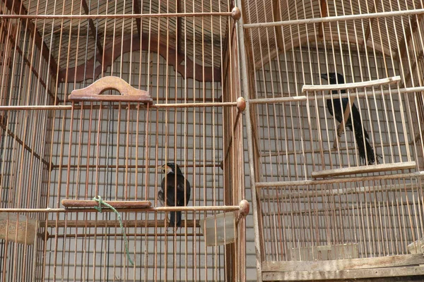 Litle birds in the cage. Java, Indonesia. Freedom concept.