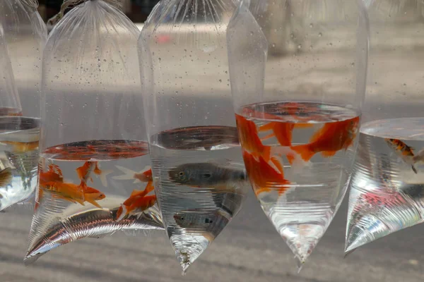 Beta Balığı Ikan Cupang Satışı Geleneksel Pazarda — Stok fotoğraf