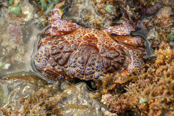 Eine Krabbe Zosimus aeneus inmitten von Wasserpflanzen an einem Korallenriff im Roten Meer bei Ebbe. Bräunliche Flecken auf einem blasseren Hintergrund. Es ist potenziell tödlich - Neurotoxine Tetrodotoxin und Saxitoxin — Stockfoto