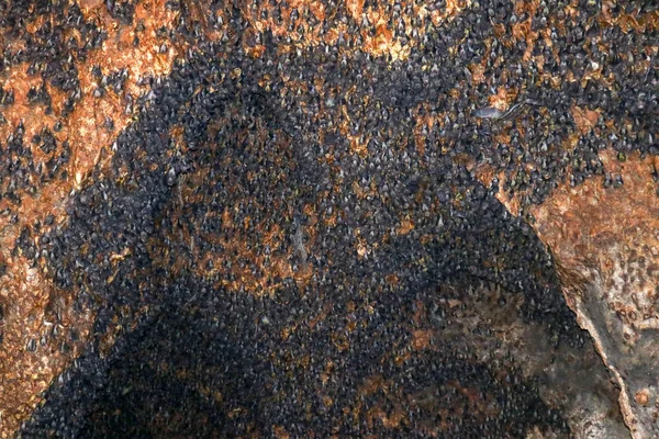 Колония Летучих Мышей Висящая Потолке Пещеры Гоа Бангканг Прабу Ломбок — стоковое фото