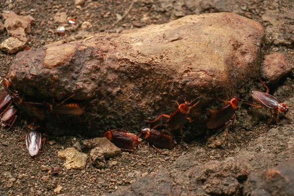 Grupo Cucarachas Alrededor Una Piedra Close Vista Cucaracha Pared Sus —  Fotos de Stock