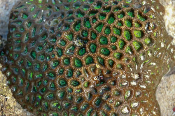 Hermoso Coral Verde Durante Marea Baja Arrecife Coral Duro Mar —  Fotos de Stock