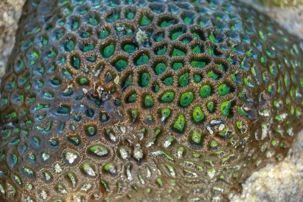 Beautiful Green Coral Low Tide Hard Coral Reef Sea Lombok — Stock Photo, Image