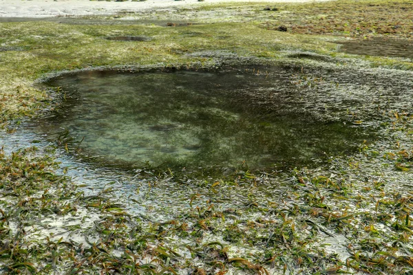 Low tide reveals algae and tide pools in the Indian Ocean. The tidepools are isolated pockets of seawater that collect in low spots along the shore during low tide.