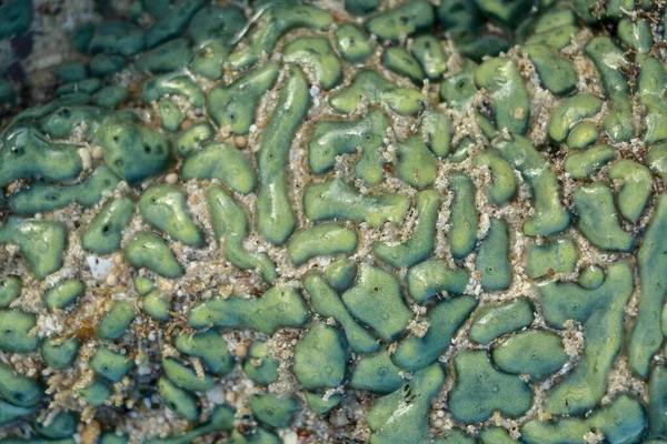 Trata Coral Favia Verde Con Ojos Color Rojo Brillante Verde —  Fotos de Stock