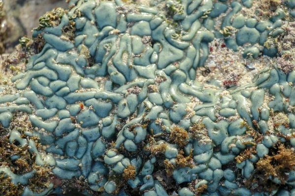 Vista Arrecife Coral Marea Baja Durante Luz Del Día Día —  Fotos de Stock