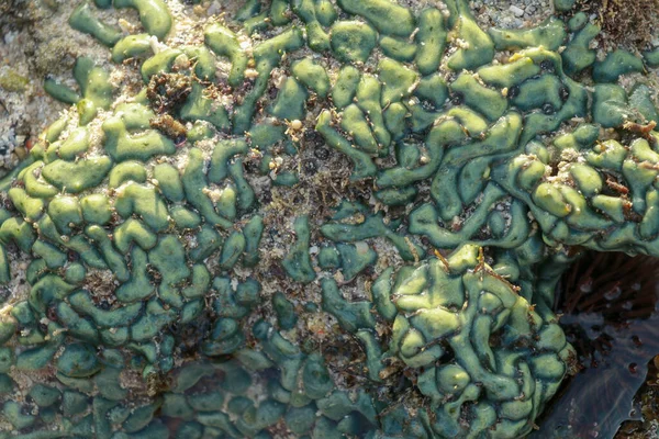 Vue Récif Corallien Marée Basse Plein Jour Par Une Journée — Photo