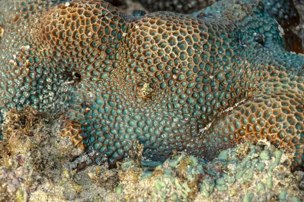 Este Coral Favia Verde Con Brillantes Ojos Rojos Rosados —  Fotos de Stock