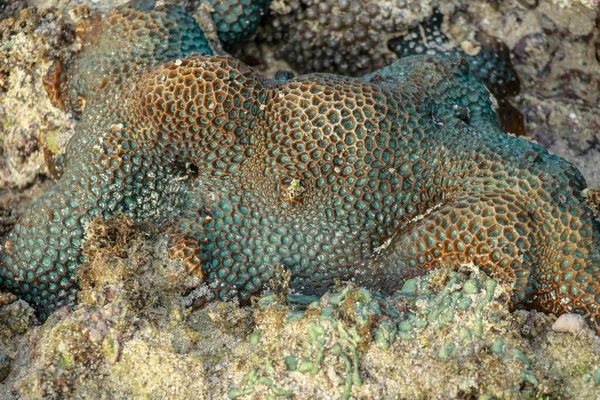 Este Coral Favia Verde Con Brillantes Ojos Rojos Rosados —  Fotos de Stock