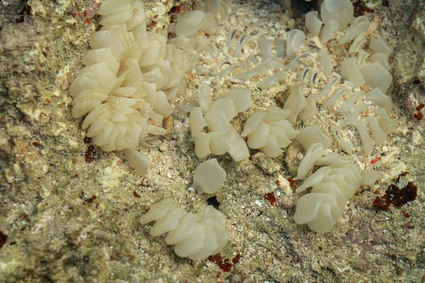 死人的手指在浅水里低潮时的白色软珊瑚 — 图库照片
