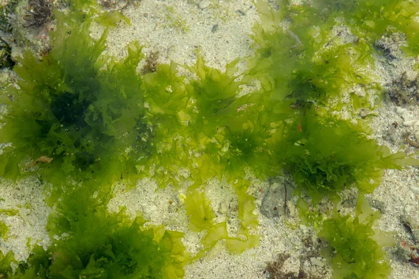 Underwater Background Sea Grass Blue Water Green Grass Sandy Bottom — Stock Photo, Image