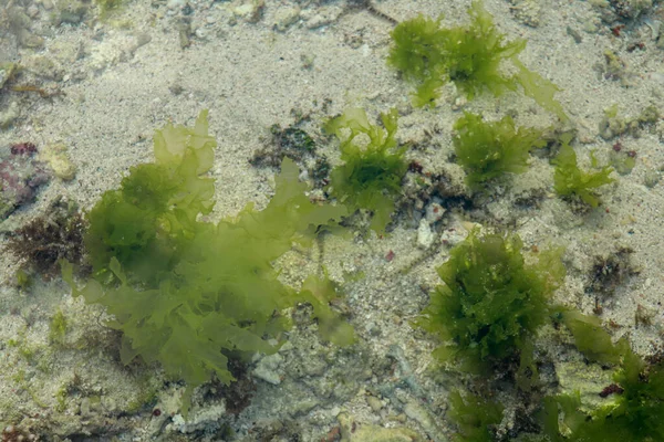 Underwater Background Sea Grass Blue Water Green Grass Sandy Bottom — Stock Photo, Image