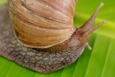 Büyük kahverengi bir salyangoz, dev bir Afrika salyangozu, Achatina fulica, Lissachatina fulica, yeşil ıslak yaprak üzerinde sürünür. Boynuzlar görünür, yakın plan..