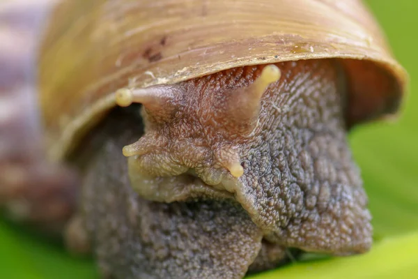 Close Snail Rainforest Southeast Asia Front View Achatina Fulica Large — Stock Photo, Image