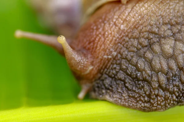 大眼睛蜗牛 Achatina Fulica看着相机镜头 在热带雨林的香蕉叶上爬行的大型成年蜗牛 — 图库照片