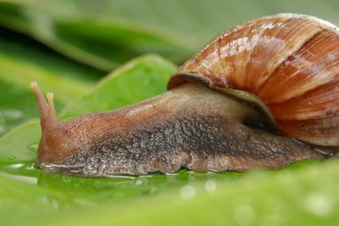 Su damlaları arasındaki Achatina Fulica 'nın yan görüntüsü. Büyük yetişkin bir salyangoz tropikal yağmur ormanlarında ıslak muz yaprağına tırmanır. Dev salyangoz sürünüyor.