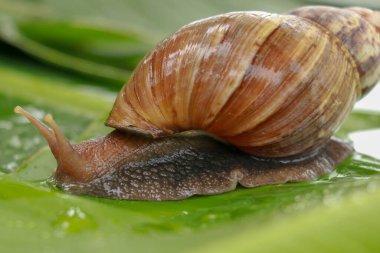 Su damlaları arasındaki Achatina Fulica 'nın yan görüntüsü. Büyük yetişkin bir salyangoz tropikal yağmur ormanlarında ıslak muz yaprağına tırmanır. Dev salyangoz sürünüyor.